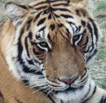 Indo_Chinese_Tiger.j
